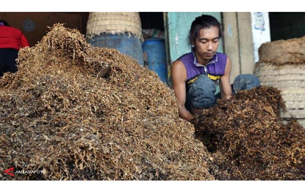 Pemerintah Kurangi 40 Persen Impor Tembakau