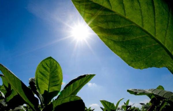 Aktivis Pengendalian Tembakau: CSR Perusahaan Rokok Hanya Kamuflase