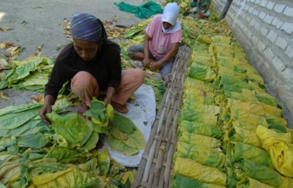 Pemerintah Diminta Terapkan Fondasi Pengendalian Tembakau